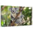 Australian Koala Bears-107922764