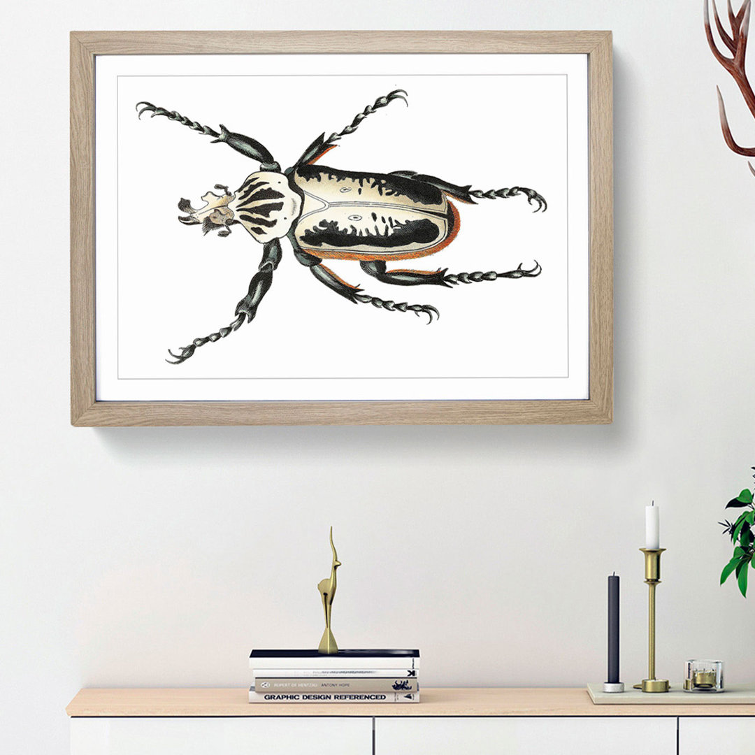 Goliath Beetle by George Shaw - Framed Print