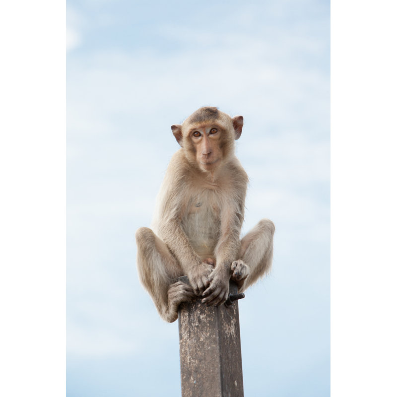 Monkeys Of Thailand by DenBoma - Wrapped Canvas Print, 30cm H x 20cm W
