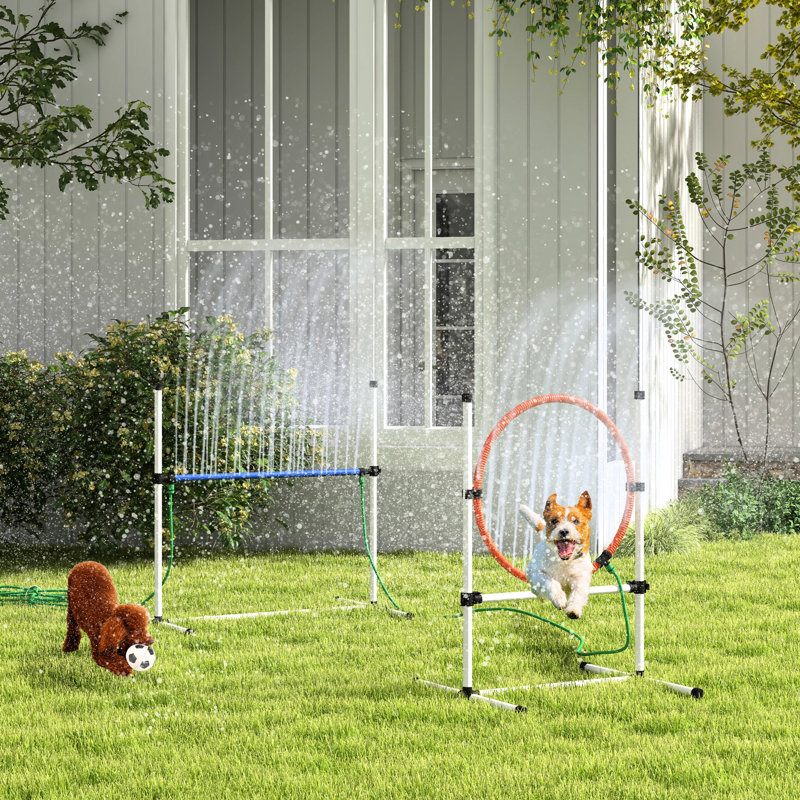 Compilation Dog Agility