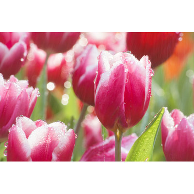 Beautiful Tulip Flower In Rain by Littleevilyorky - Wrapped Canvas Print