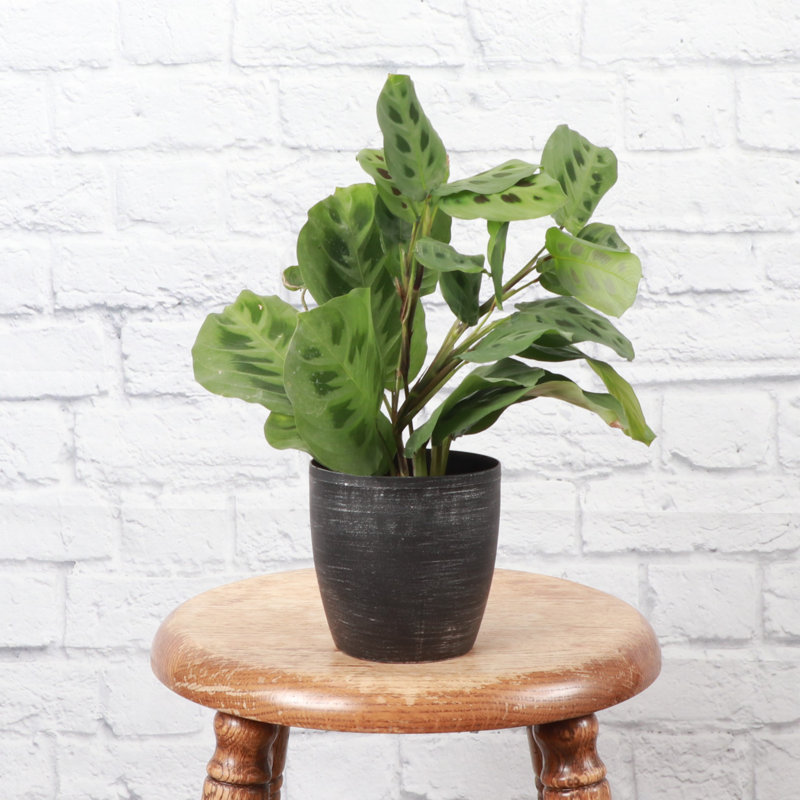 Live Green Prayer Plant in Classic Pot, Black