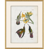Hummingbirds Giclee Print by John Gould