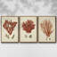 Ensemble de 3 toiles tendues Shell Collection-1798601473-1798601475