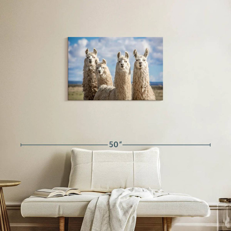 Fluffy White Llamas, 20" H x 30" W