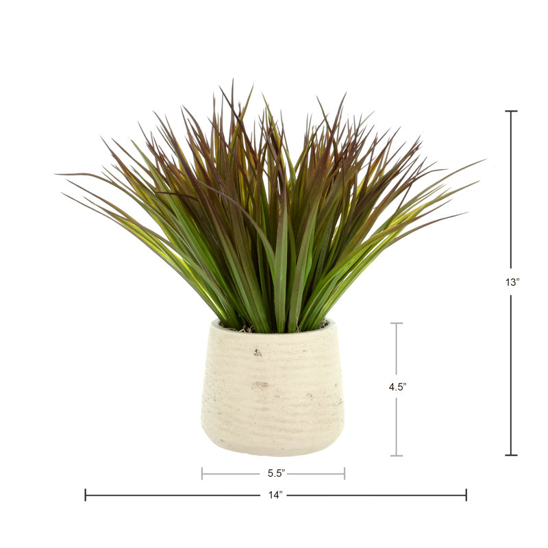 Variegated Desktop Foliage Grass in Pot