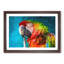 Rainbow Macaw Parrot - Framed Print-56758305-56758308