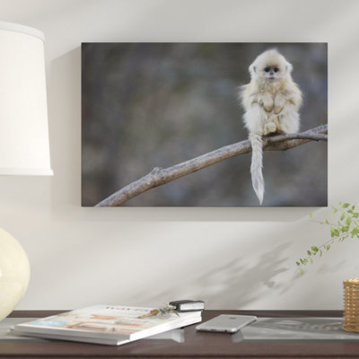 " Golden Snub-Nosed Monkey Juvenile, Qinling Mountains, China " Print