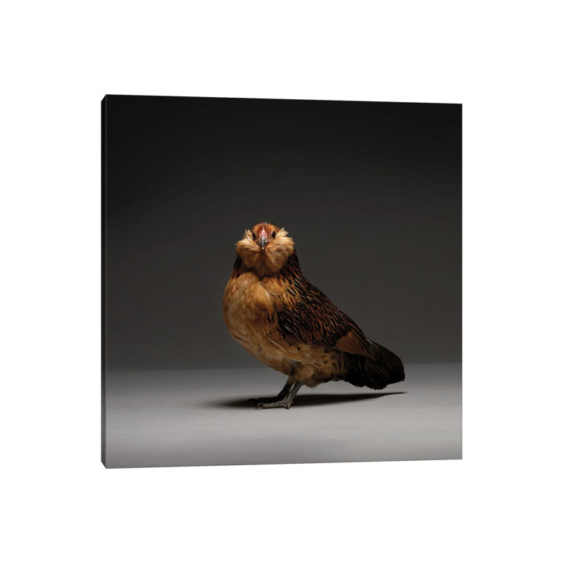 Barbu D'Anvers - Wrapped Canvas Print, 45.72 cm H x 45.72 cm W x 1.91 cm D