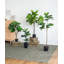 55.1'' Faux Fiddle Leaf Fig Tree in Cement Pot