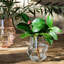Amalia Mini Vase Assorted-49049734