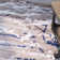 Floreat Abstract Indoor Rug