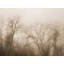 The Secrets Of The Trees Print by Scott Norris-64460845