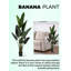 Feuille de banane en pot