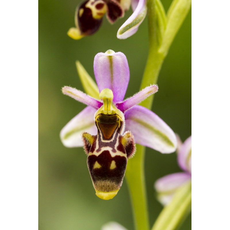 Lillyonna Close-up Of Bee Orchid - Wrapped Canvas Print, 46cm H x 30cm W x 3.8cm D