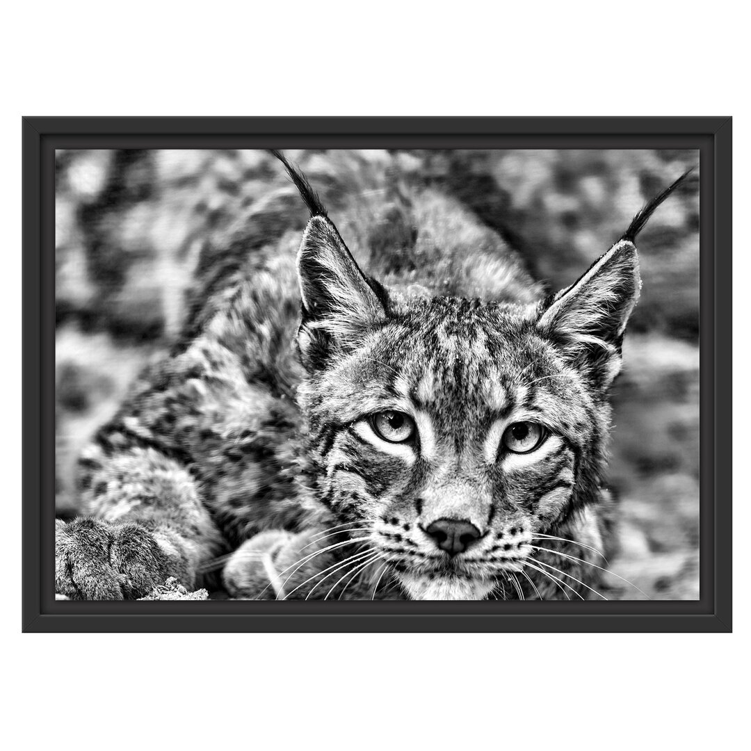 Gerahmtes Wandbild wachsamer Luchs