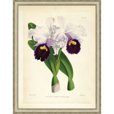 Cattleya Trianae - cadre photo, impression sur papier