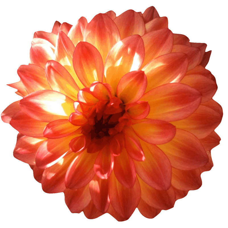 Adhésif décoratif dahlia Goudeau, 45,5 po x 48 po