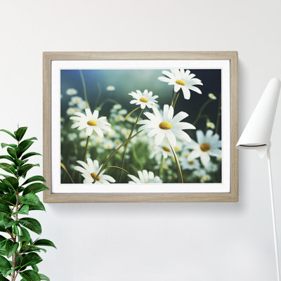 Splendorous Daisy Flowers - Framed Print