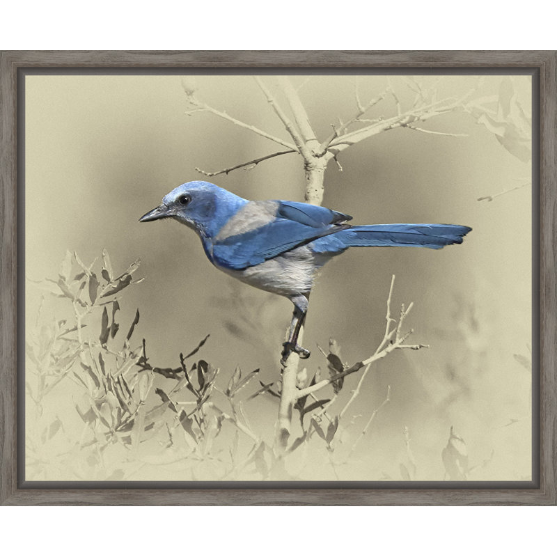 « scrub jay », reproduction de photo sur toile tendue encadrée