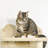 Thor Cat Perch