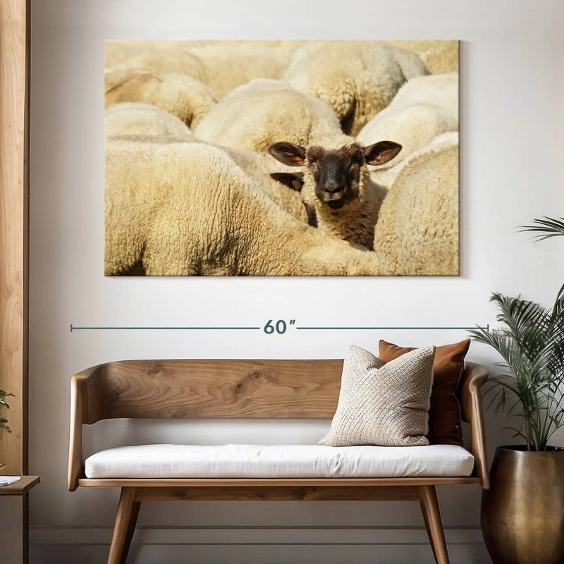 Brampt Sheep In Flock