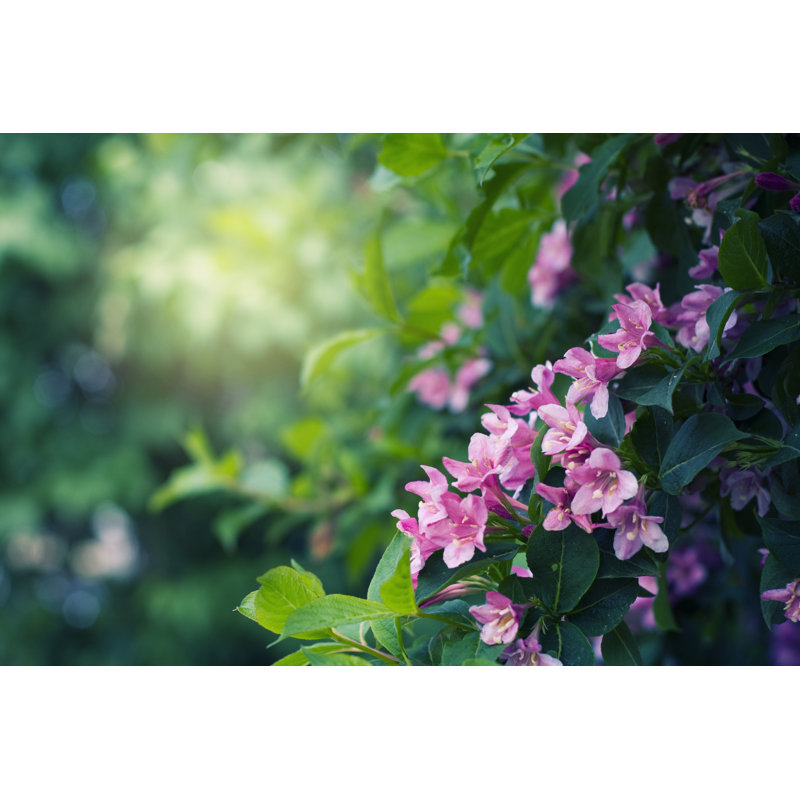 Weigela Sonic Bloom Pink by Draganab, 24" H x 36" W