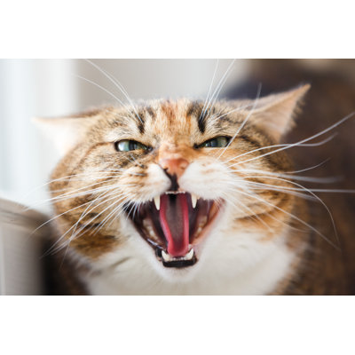 The Cat Aggression - Wrapped Canvas Print