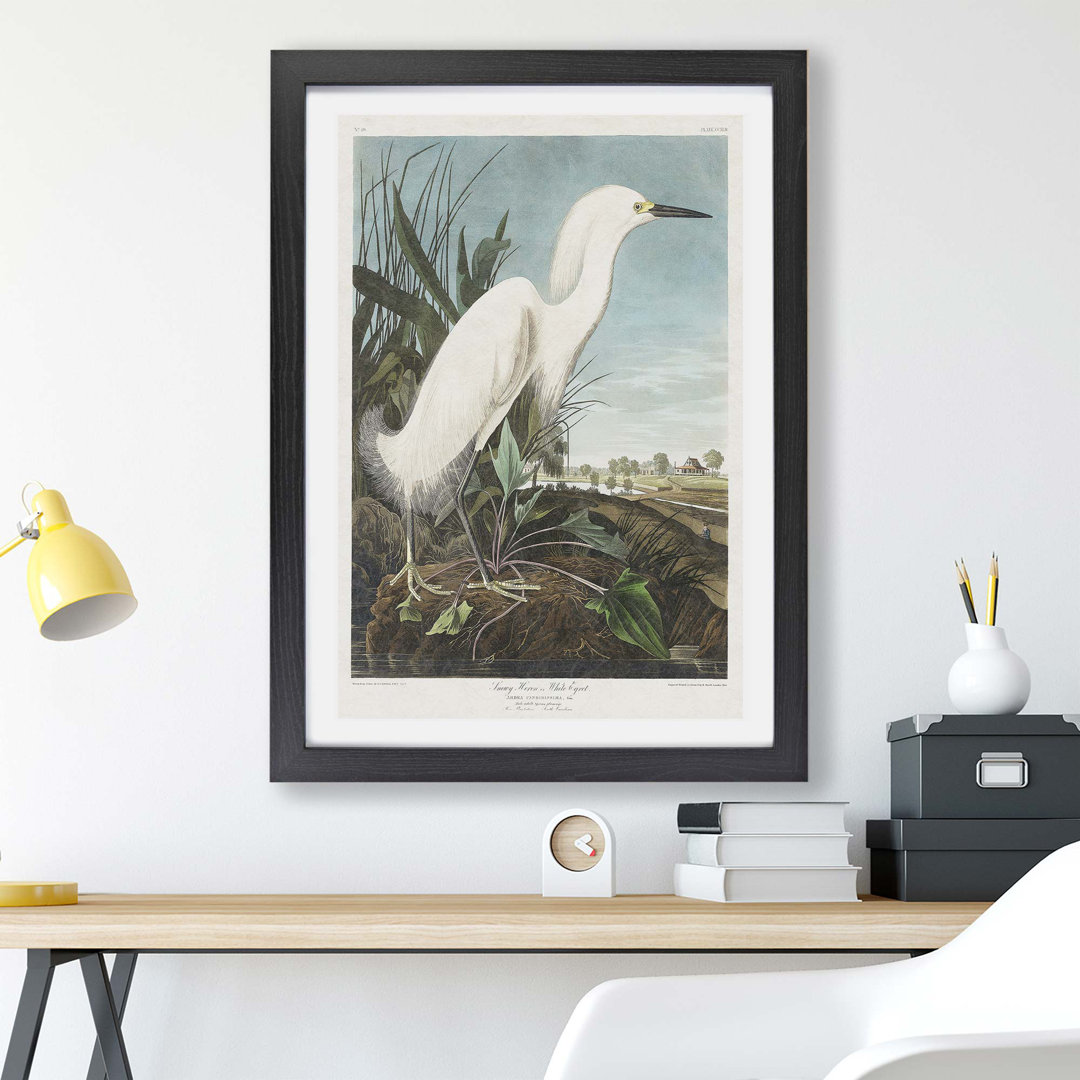 Snowy Heron by James Audubon - Framed Print