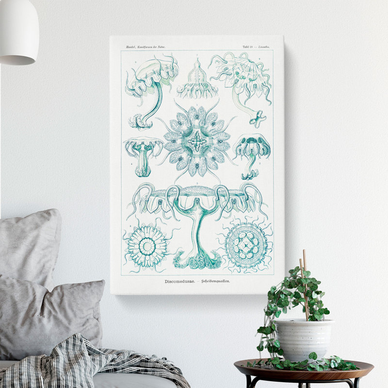Discomedusae Jellyfish Vol.5 by Ernst Haeckel - Wrapped Canvas Painting, 60cm H x 40cm W x 3cm D