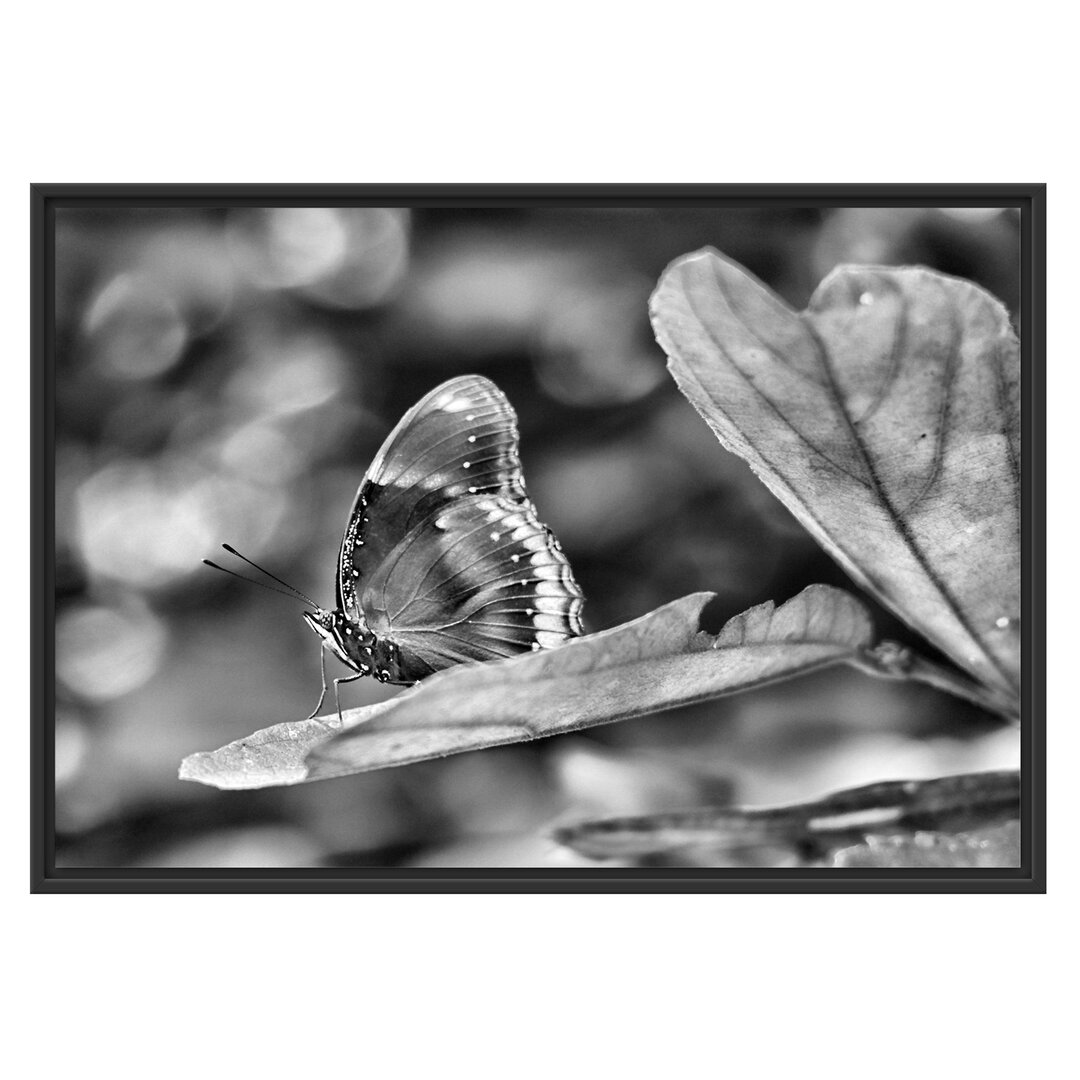 Gerahmtes Wandbild kleine bräunlicher Schmetterling