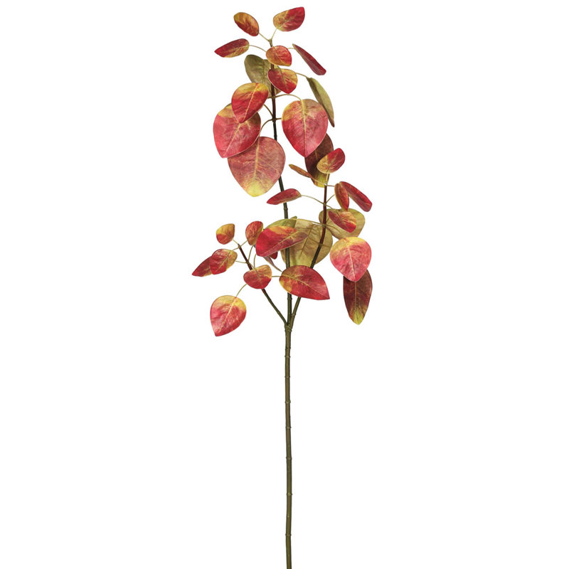 Jet d'eucalyptus
