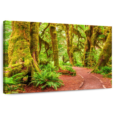 Mossy Hoh Rainforest Trees