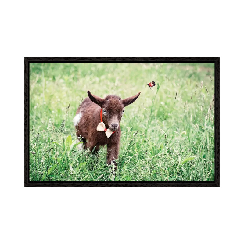 Dwarf Goat Bow Tie by Karen Burke - Print on Canvas, Black Framed, 66.04cm H x 101.6cm W x 3.81cm D