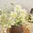 Audet Silk Decorative Artificial Cornflower(Pack of 1 Branch)-1879312110-1879312108
