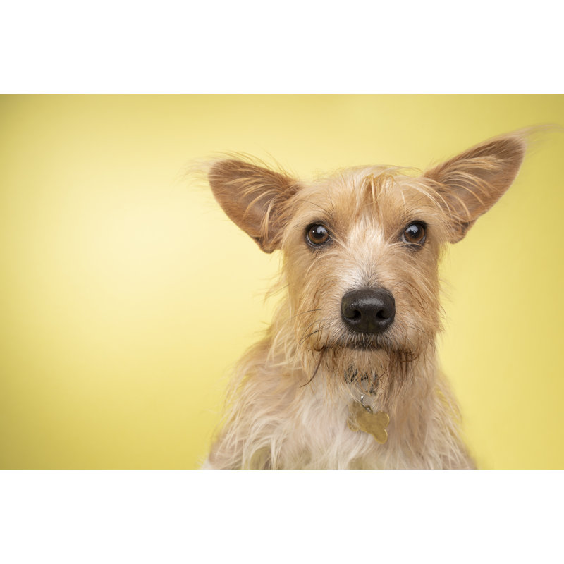 Resau Animal - Cairn Terrier / Corgi Mix par Amandafoundation.Org, H 32 po x l 48 po