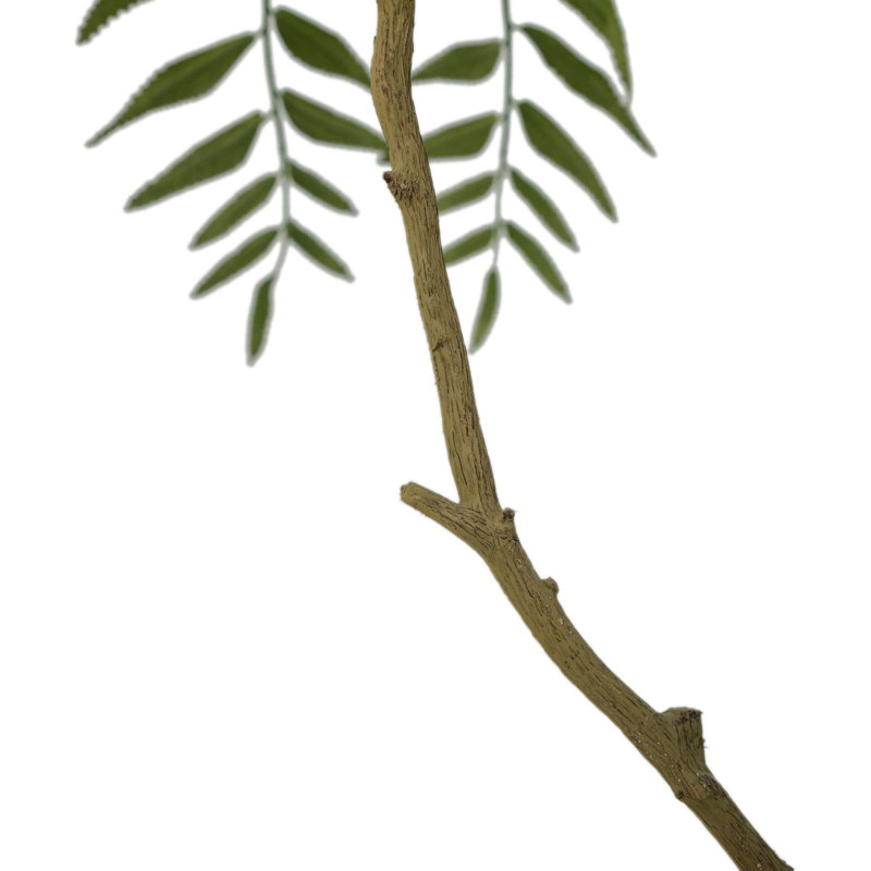 Faux neem, 8'