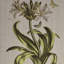 4, décoration botanique - art mural sur toile en lin pour chambre à coucher