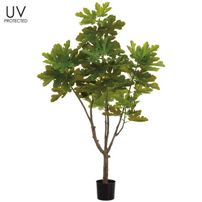 6'UV PRO.FIG TREE (POT) (KD P)