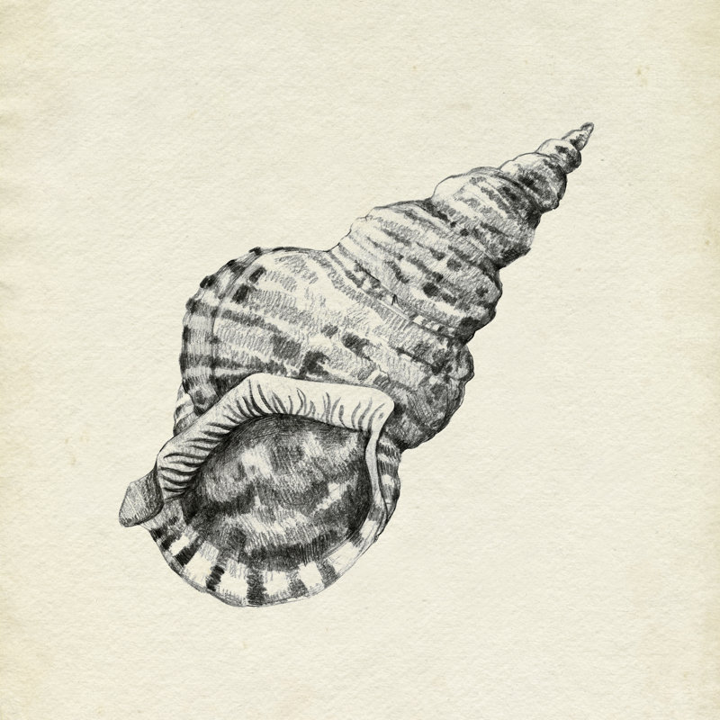 Seashell Pencil Sketch I, 30cm H x 30cm W x 3.8cm D