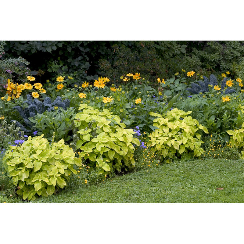 Garden In Bordeaux - Wrapped Canvas Print, 61cm H x 91cm W