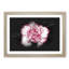 Pink Carnation Flower - Picture Frame Graphic Art Print-56861278-56861280