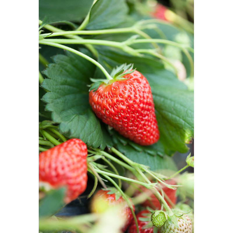 Strawberry Field - Wrapped Canvas Print, 76cm H x 51cm W