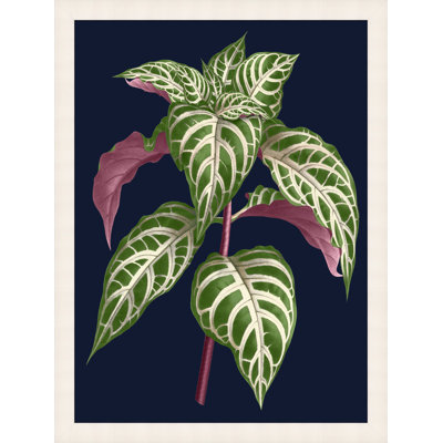 «Botany on Blue», reproduction d'art graphique sur verre encadrée