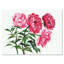 Quatre pivoines roses rétro - reproduction sur toile-59709570-59709571