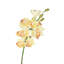 Tiges d'orchidées-233168828