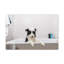 Funny Border Collie Bathee Canvas Wall Art