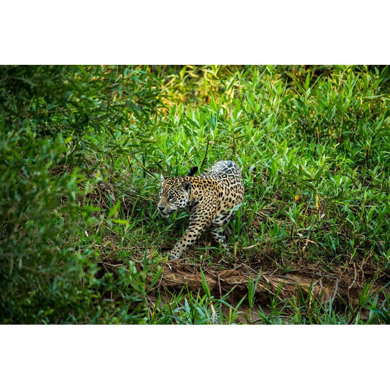 Jaguar sauvage dans le Pantanal au Brésil par Seppfriedhuber, H 20 po x l 30 po