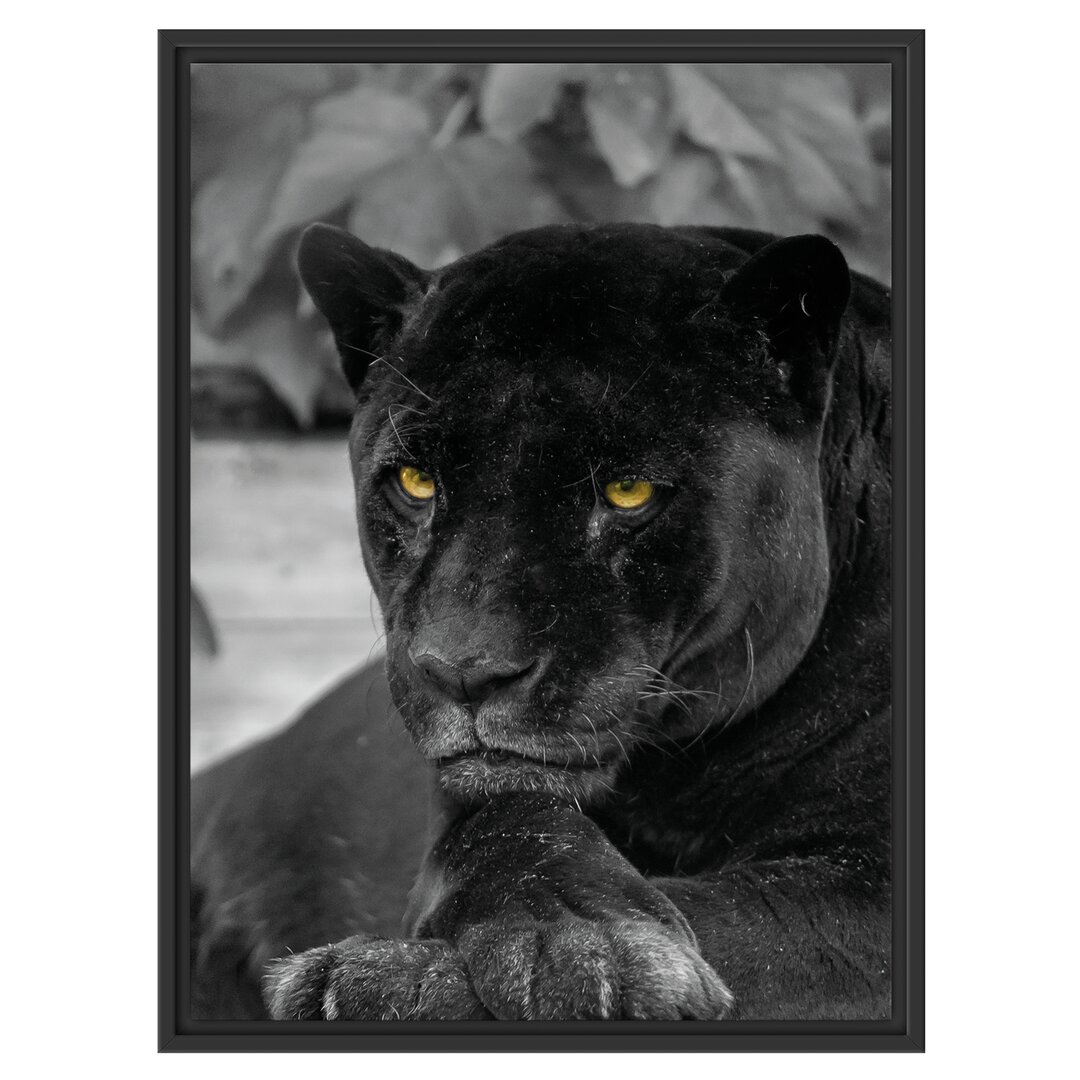 Gerahmtes Wandbild schwarzer Panther