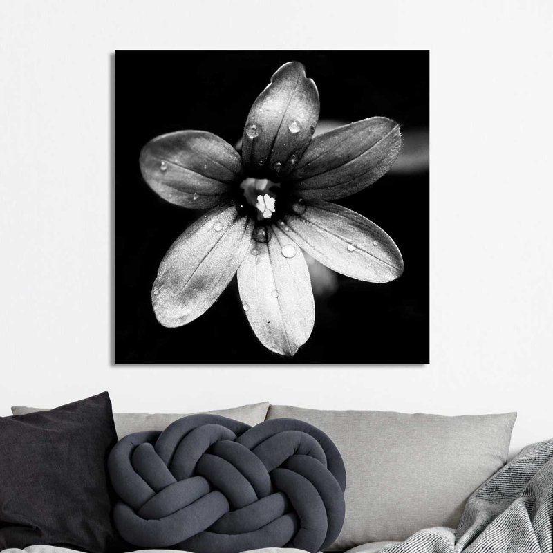 " Black And White Bloom I ", 18" H x 18" W x 1" D, Wrapped Canvas
